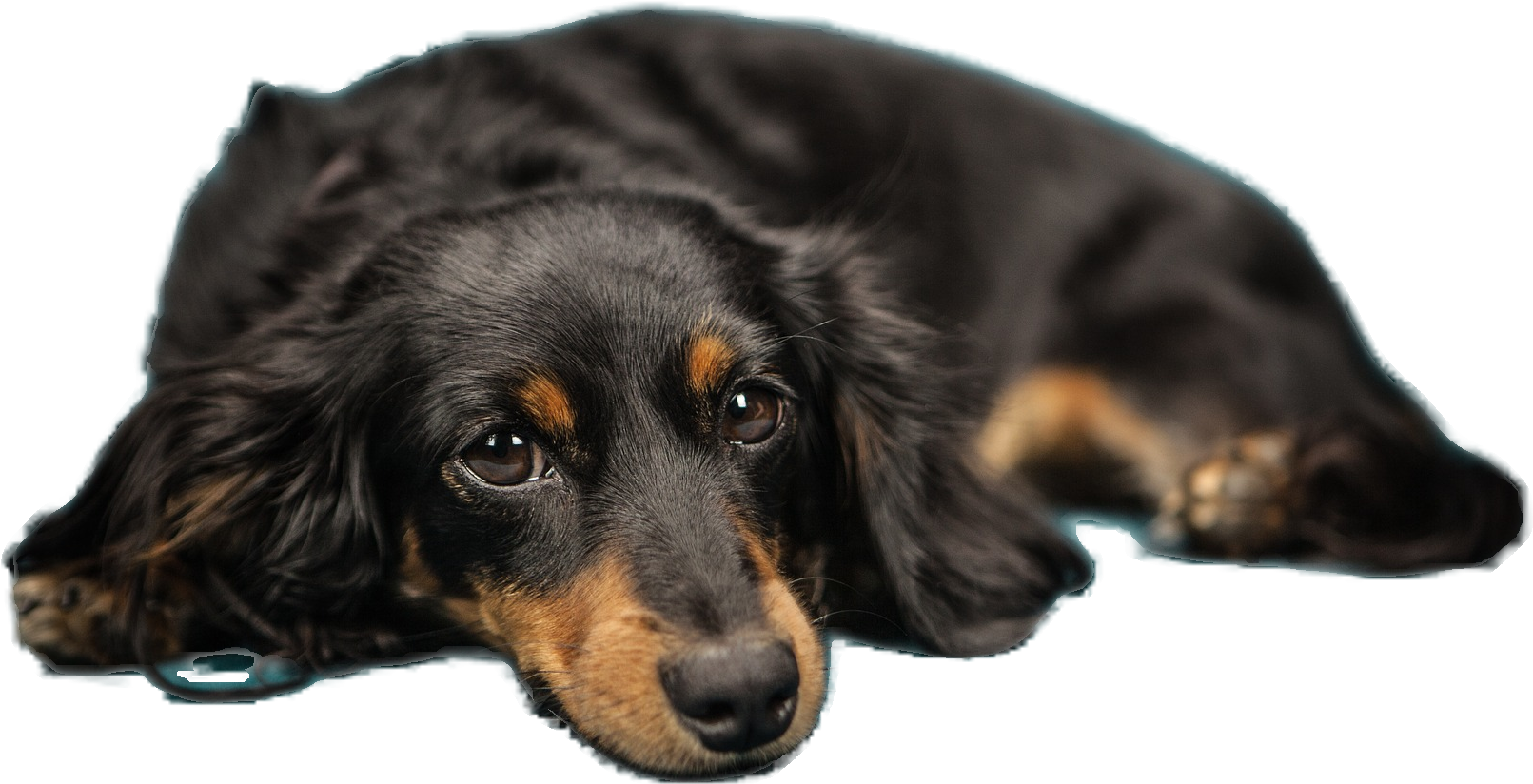 Original Image To Upload Uploaded Image With Background - Dog Gang Rape Indian (1920x1280), Png Download