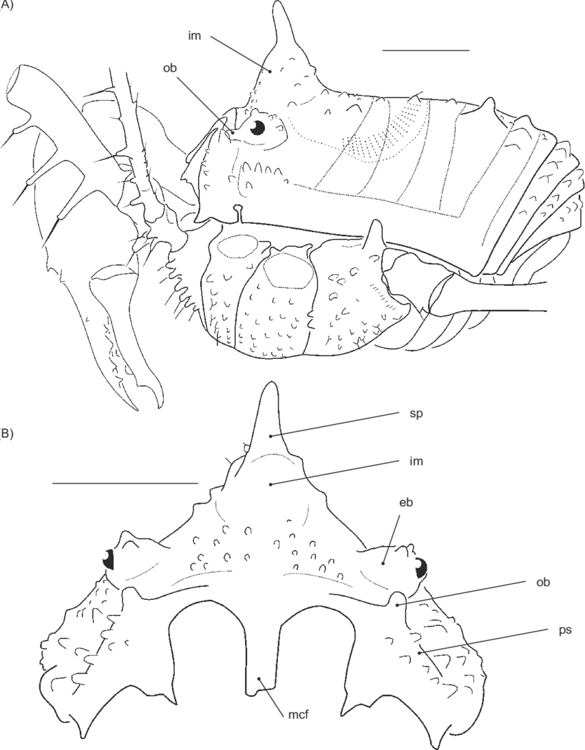 Female Lectotype , From Espiritu Santo, Vanuatu - Line Art (850x1089), Png Download