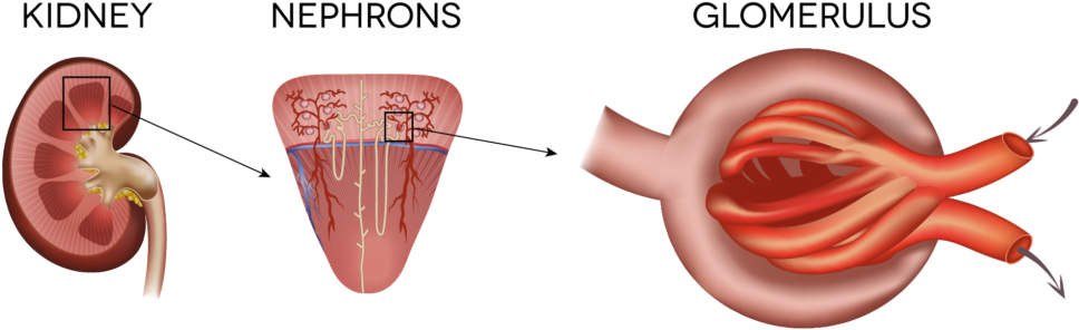 Iga Is An Antibody A Protein Made By The Immune System - Kidney (1024x358), Png Download