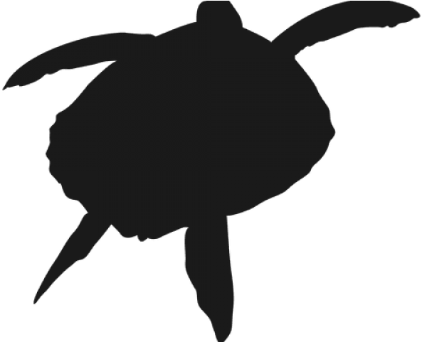 Drawn Turtle Transparent - Sea Turtle (640x480), Png Download