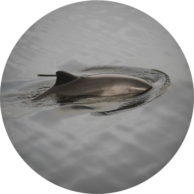 Porpoise Research - Whale Shark (640x641), Png Download