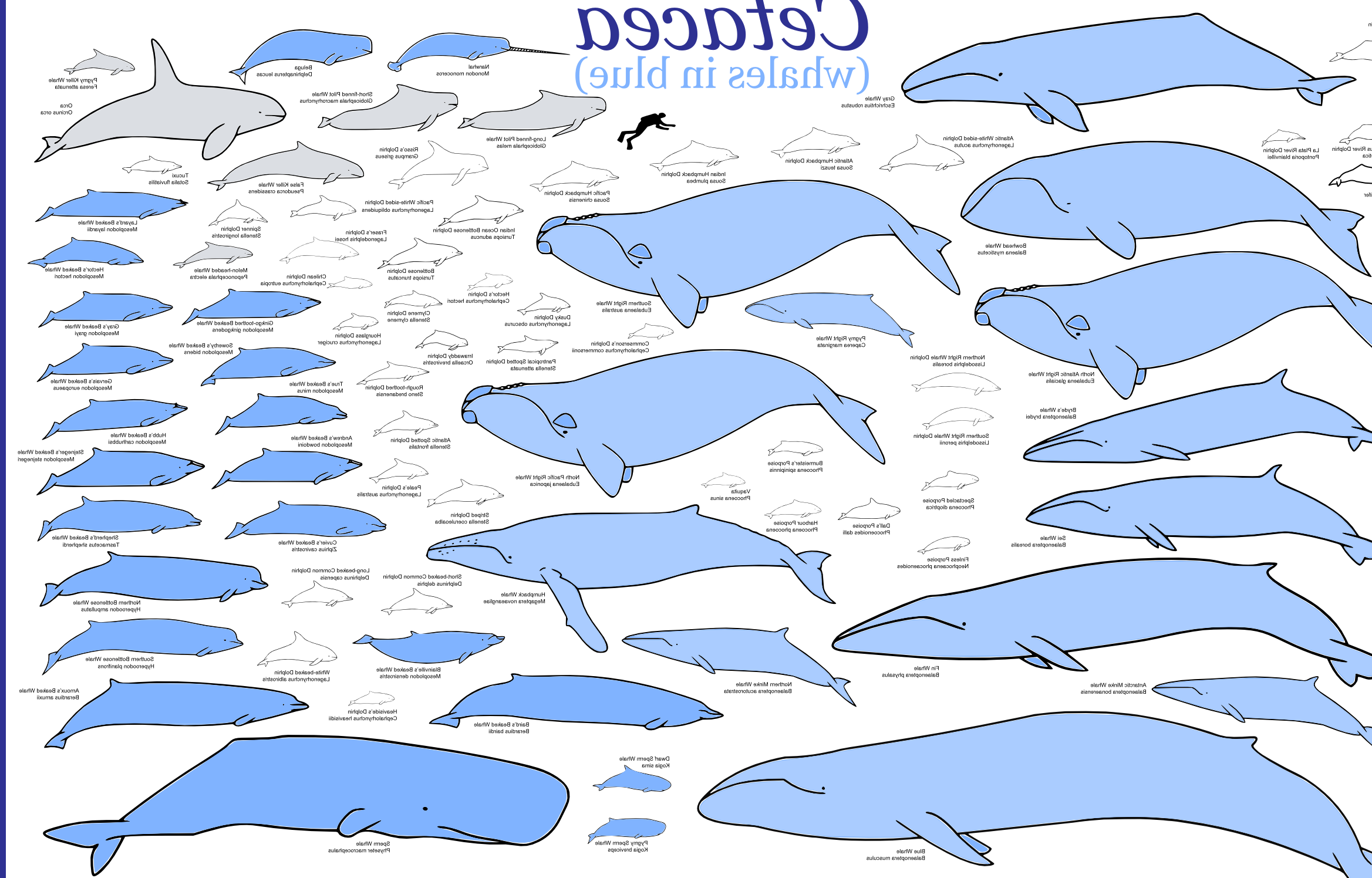 Gallery Description (2337x1496), Png Download