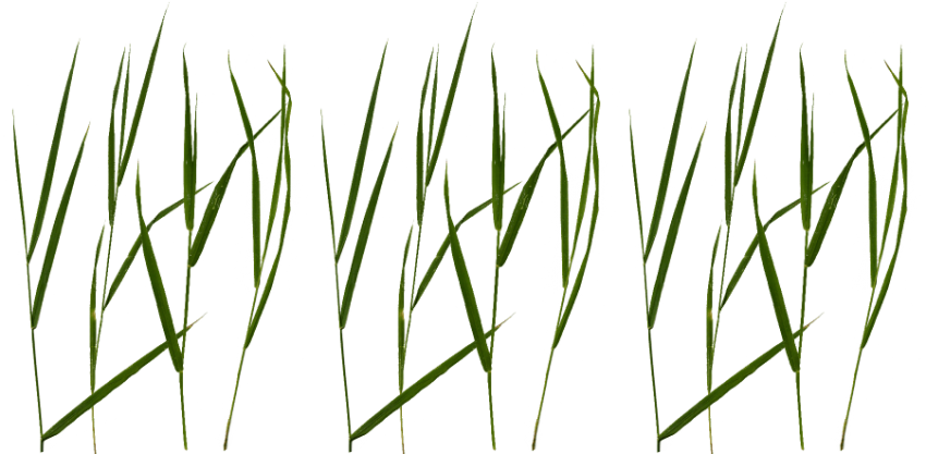 Free Png Download Grass Blade Texture Png Images Background - Grass Blade Texture Png (850x417), Png Download