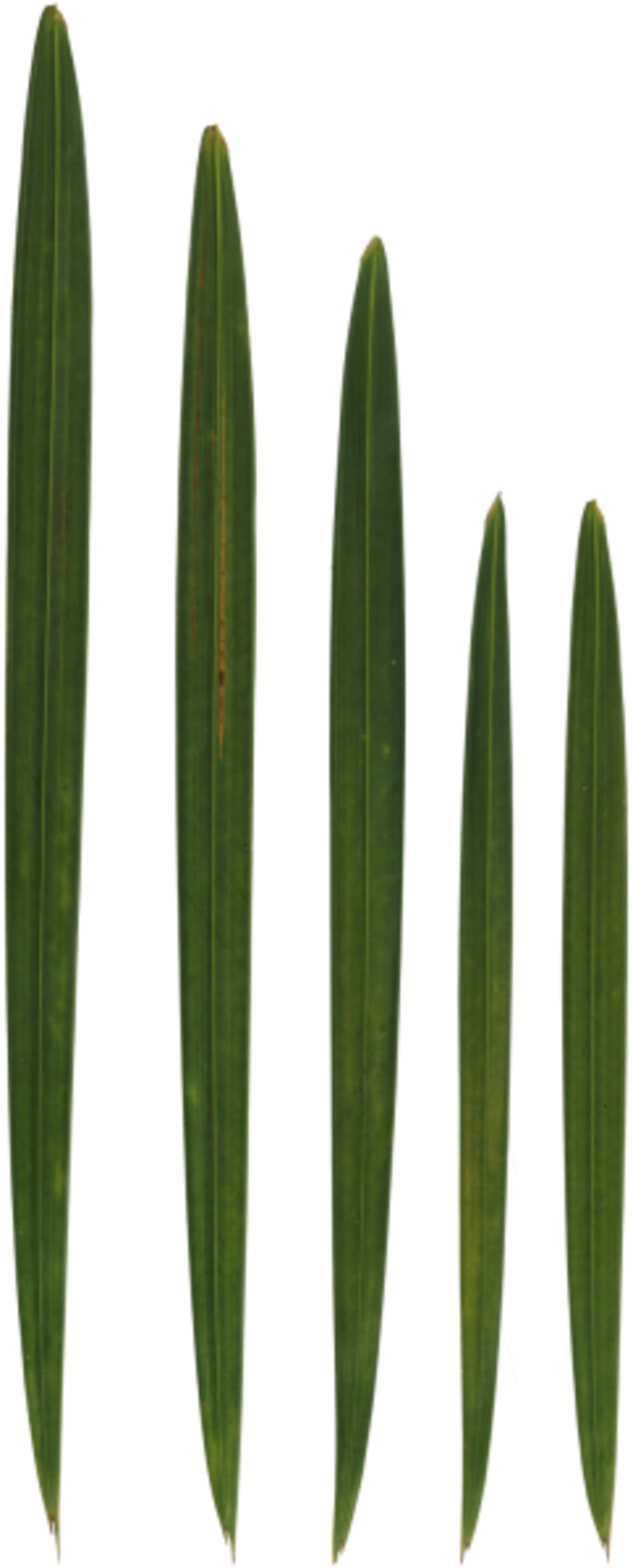 Leaves Palm Blades - Grass (900x1800), Png Download