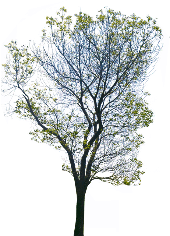 Com/png/wild Tree Png - Png Images Background (900x900), Png Download