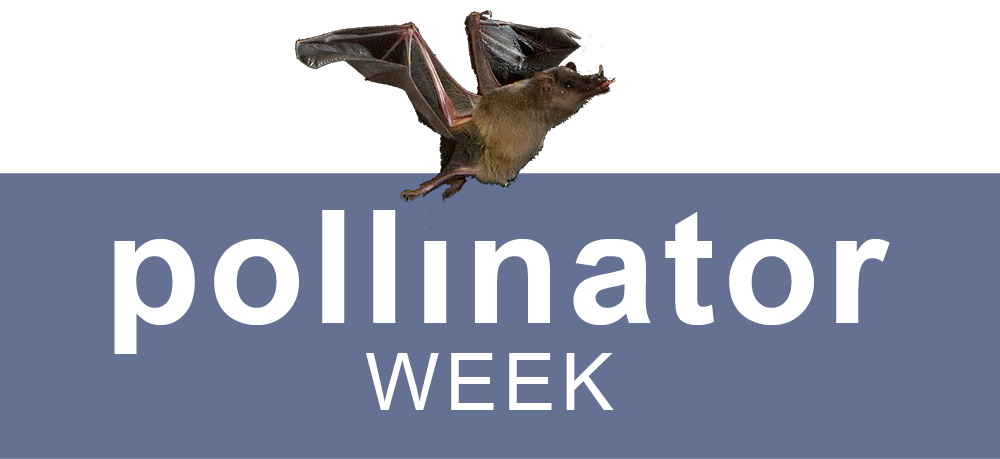 Pollinator Week Events - Iphone 2 (1000x459), Png Download
