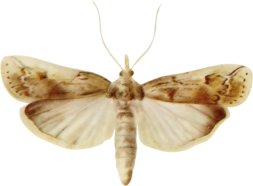 Illustration Of A Cactoblastic Moth - Bombyx Mori (886x654), Png Download