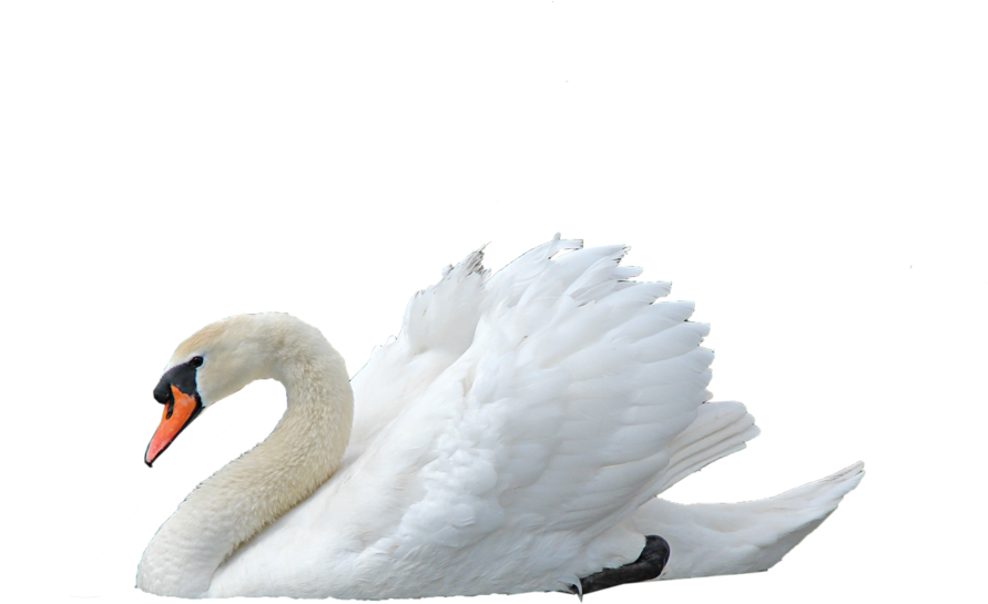 Download Png Transparent Images Backgrounds Pngriver - Swan Png (1024x768), Png Download