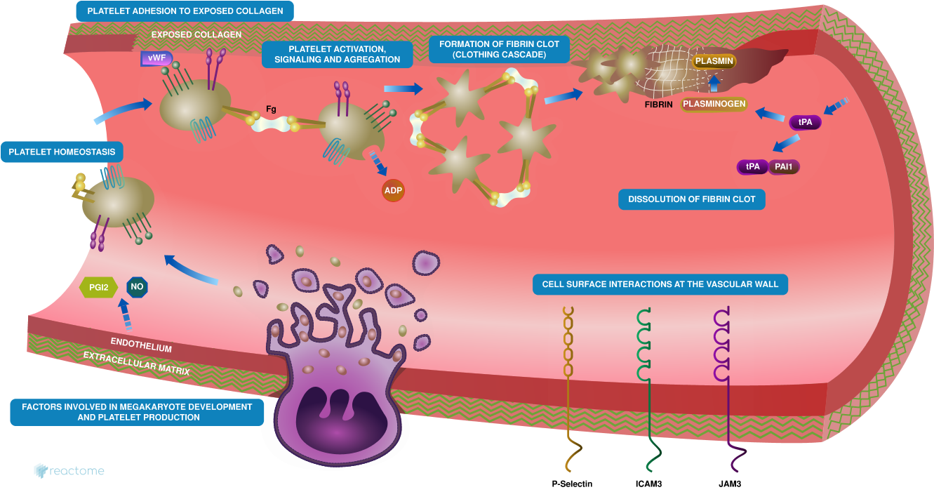 If You Are Interested In A Particular Reaction Or Entity, - Platelet Homeostasis (1360x750), Png Download