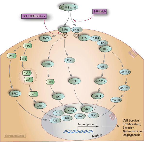 Egfr Inhibitor Pathway, Pharmacodynamics Diagram - Egfr Inhibitor (594x588), Png Download