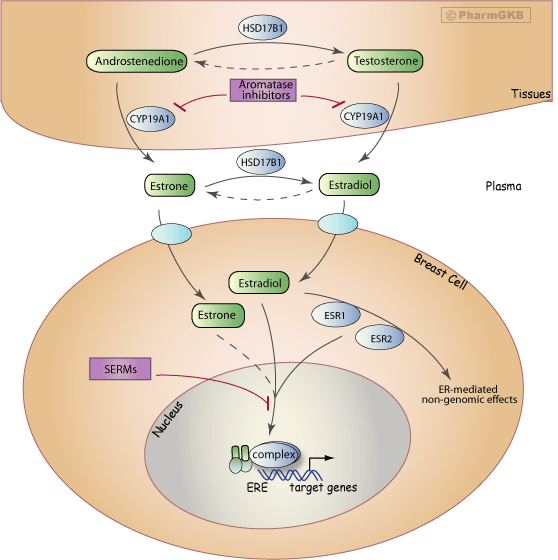 Aromatase Inhibitor Pathway , Pharmacodynamics Diagram - Estrogen Pathway Breast Cancer (558x560), Png Download