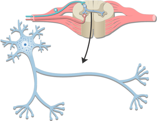 Neuron Basic Structure And Functions - Nerve Cell Structure (770x404), Png Download