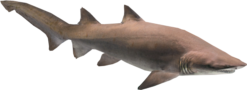 Sand Tiger Shark - Sand Tiger Shark Figurine (867x867), Png Download