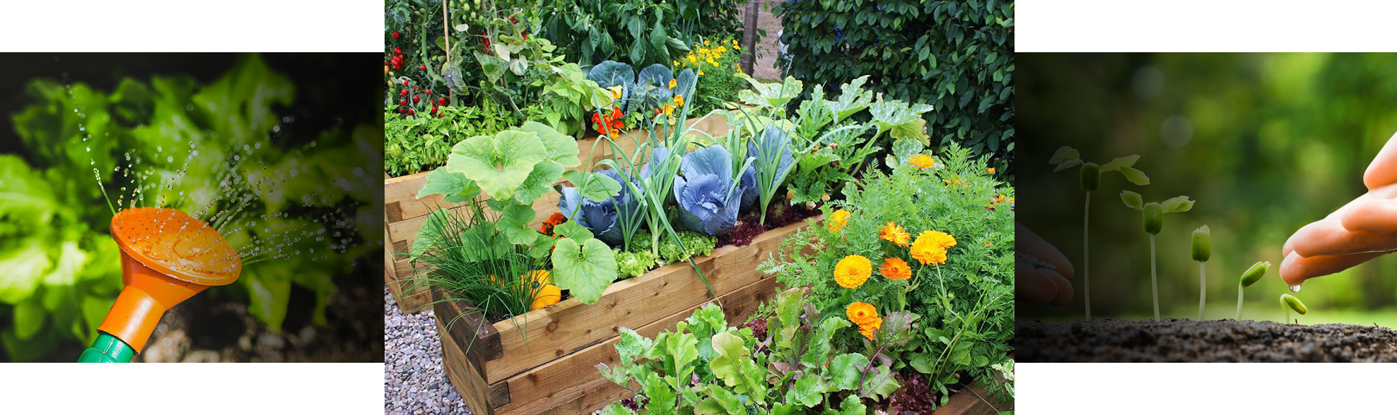 Eco Gardener - Small Raised Vegetable Garden Layouts (1976x588), Png Download