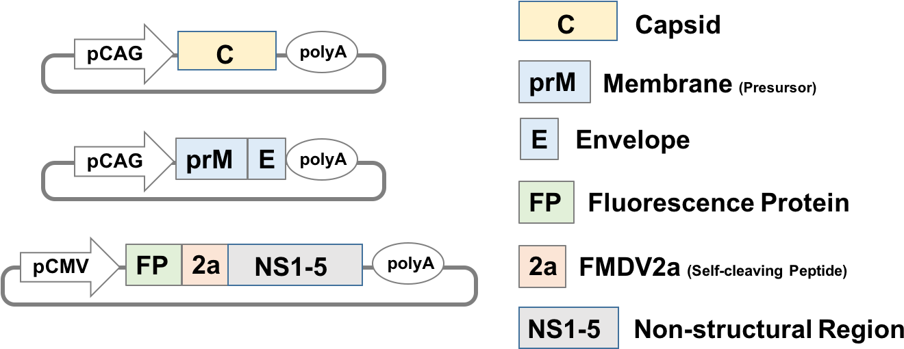 For The Pseudovirus Production, We Prepared Structural - Parts Of A Bridge (1349x527), Png Download