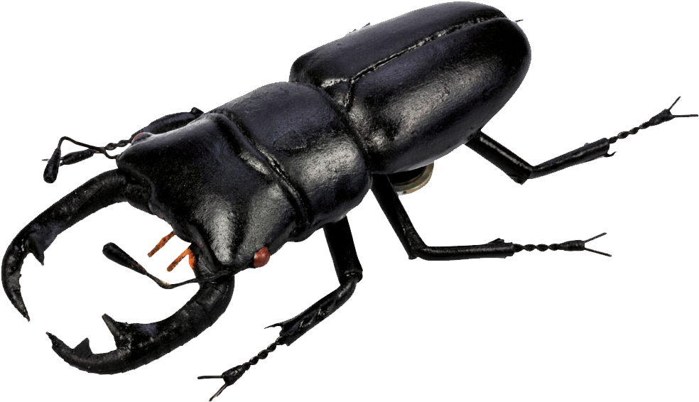 Beetle Png Pic - Stag Beetle Png (1000x700), Png Download