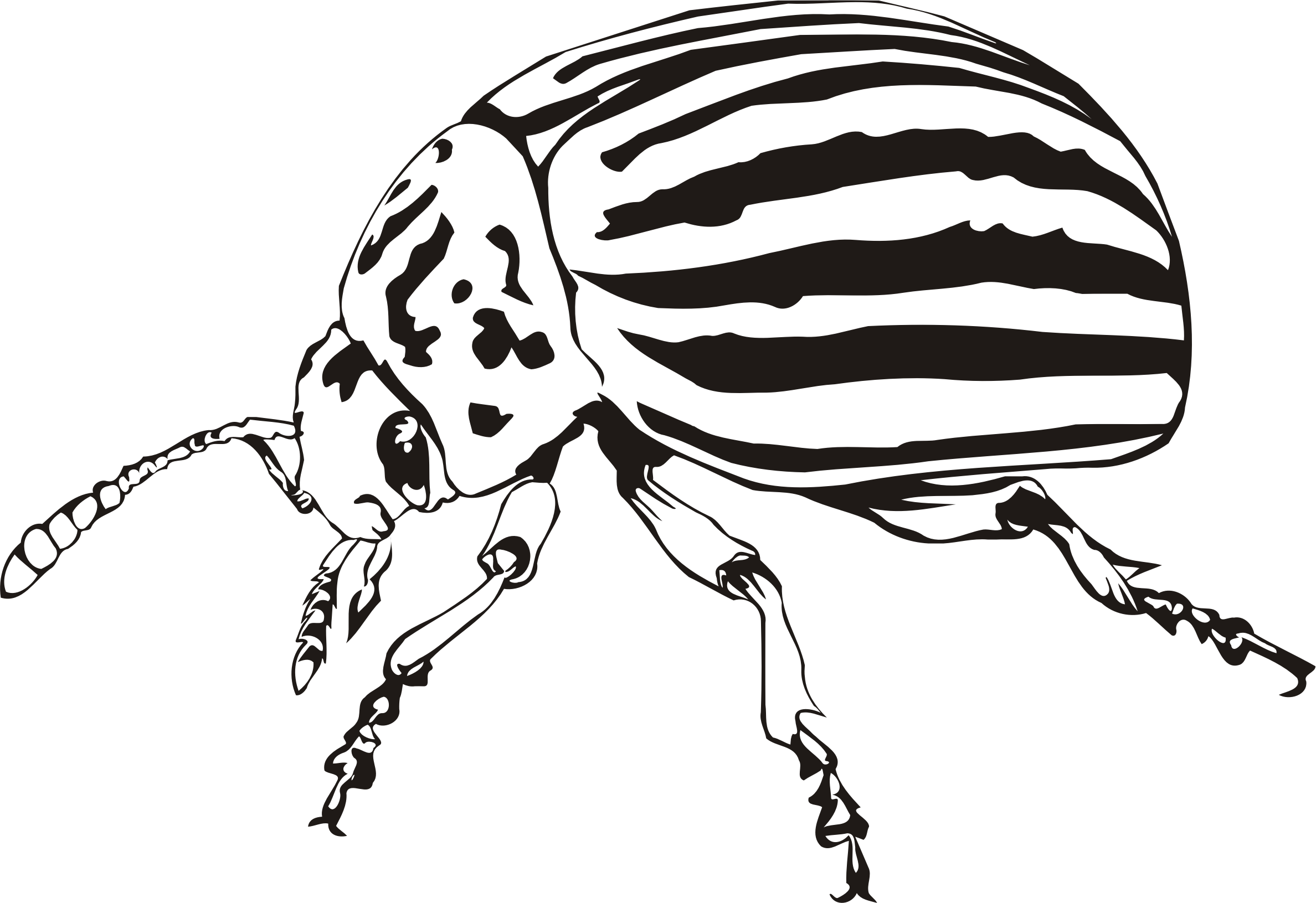 Big Image - Colorado Potato Beetle Drawing (2376x1631), Png Download