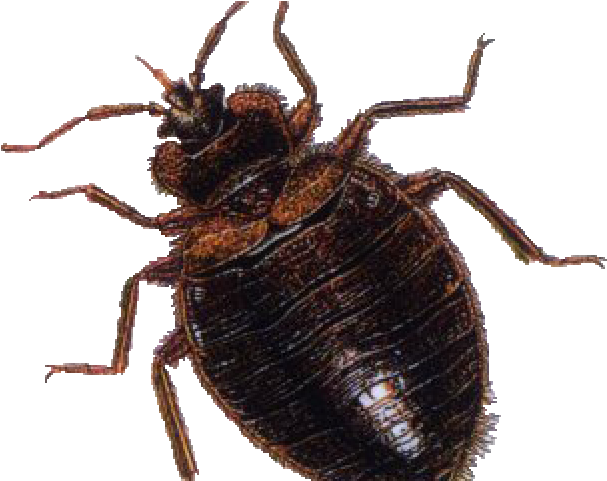 Beetle Png Transparent Images - Bed Bugs (640x480), Png Download