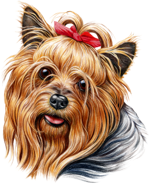 Download Now - Yorkshire Terrier Head Png (532x600), Png Download