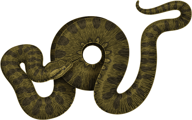 Anaconda Png (630x400), Png Download