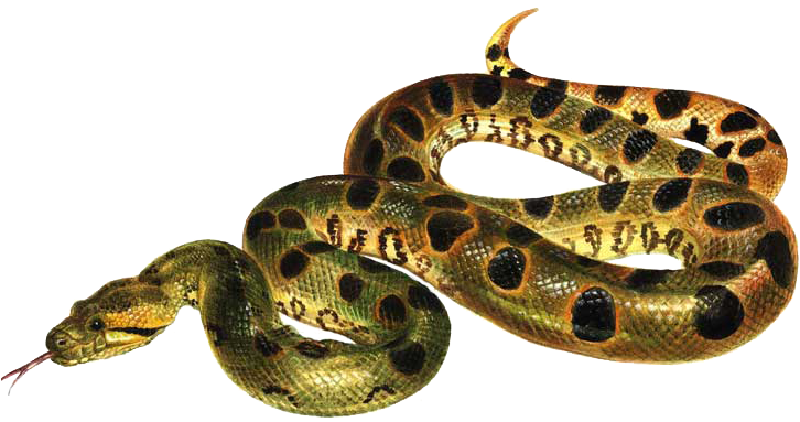 Imagen De Serpiente Sin Fondo (750x395), Png Download