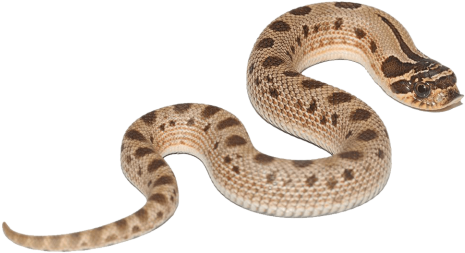 Free Png Anaconda Free S Png Images Transparent - Green Anaconda (480x480), Png Download