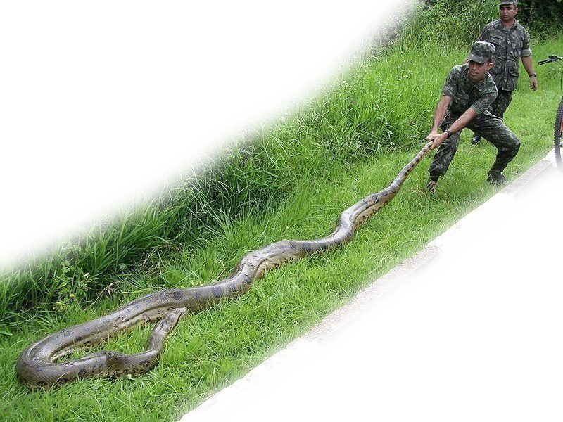 Brazilian Soldiers Tackling A Green Anaconda - Green Anaconda (800x600), Png Download