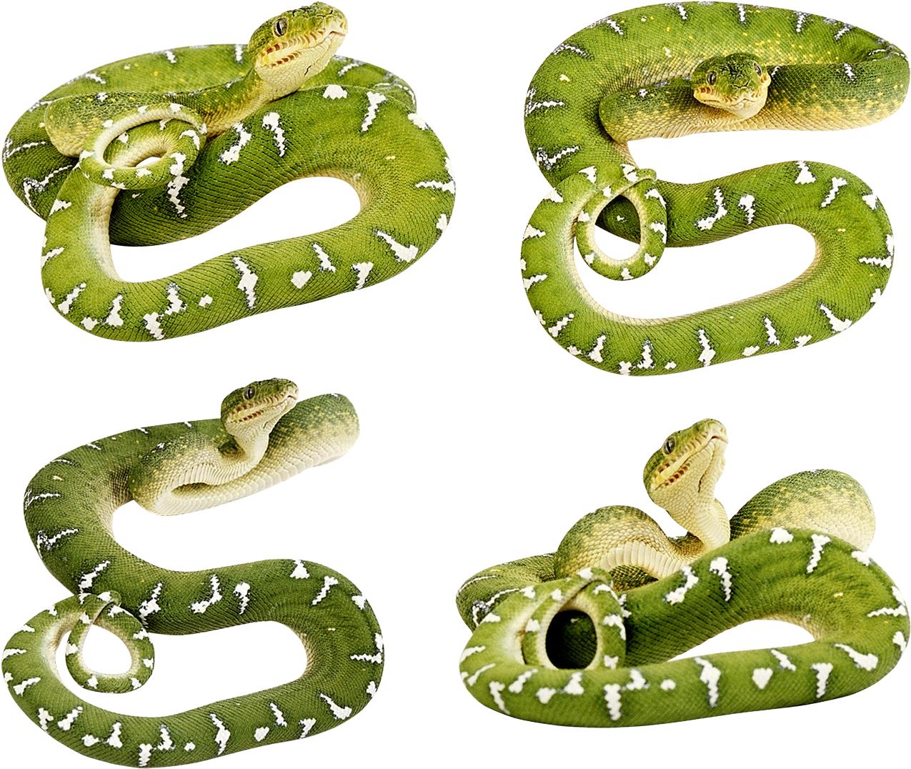 Coiled Snake Drawing - Snakes In The Henhouse (1433x1229), Png Download