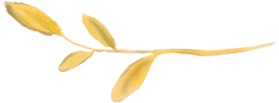 Flowers Flower Floral Watercolor Watercolors - Flower (580x240), Png Download