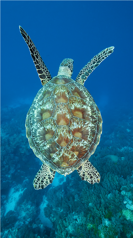 Swimmer - Kemp's Ridley Sea Turtle (1000x1000), Png Download