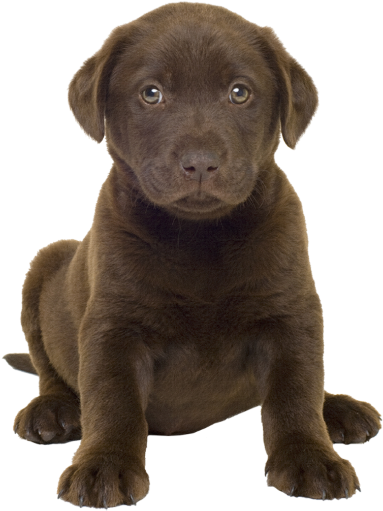 43 2 - Chocolate Lab Puppy Png (800x1054), Png Download