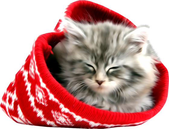 Chat - Photographic Print: Maine Coon Kitten Asleep (560x428), Png Download