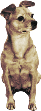 Cute Little Dog Looking Right - Dog Looking Right (400x400), Png Download