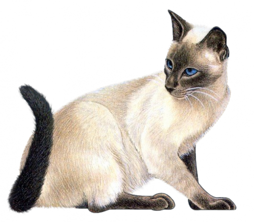 Tubes Chats - Clipart Chat (500x437), Png Download