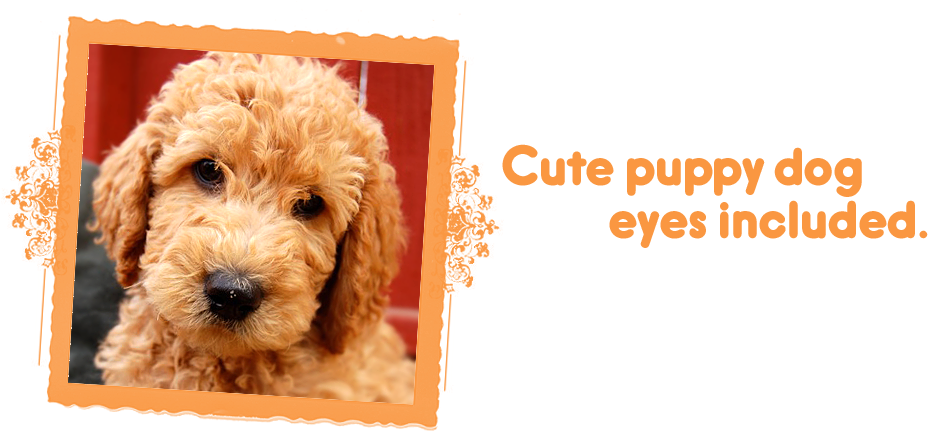 Cute Puppy Dog Eyes Included / Labradoodle Puppies - Labradoodle (960x453), Png Download