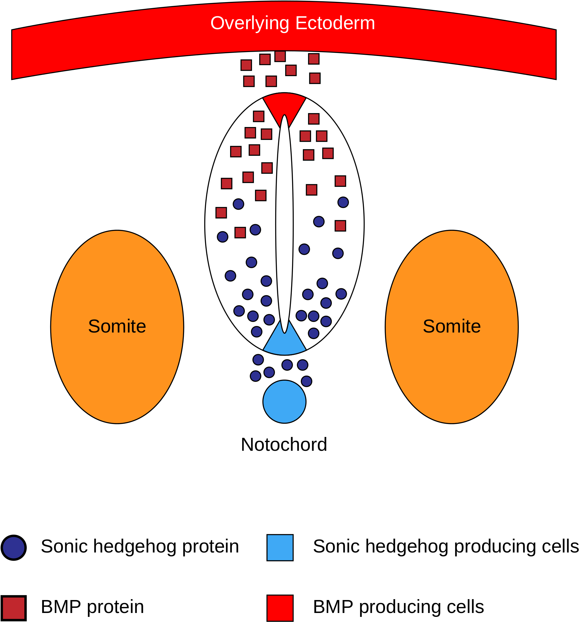 Open - Lumen Of Neural Tube (2000x2219), Png Download