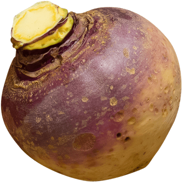 Swedish Turnip - Rutabaga Png (400x400), Png Download