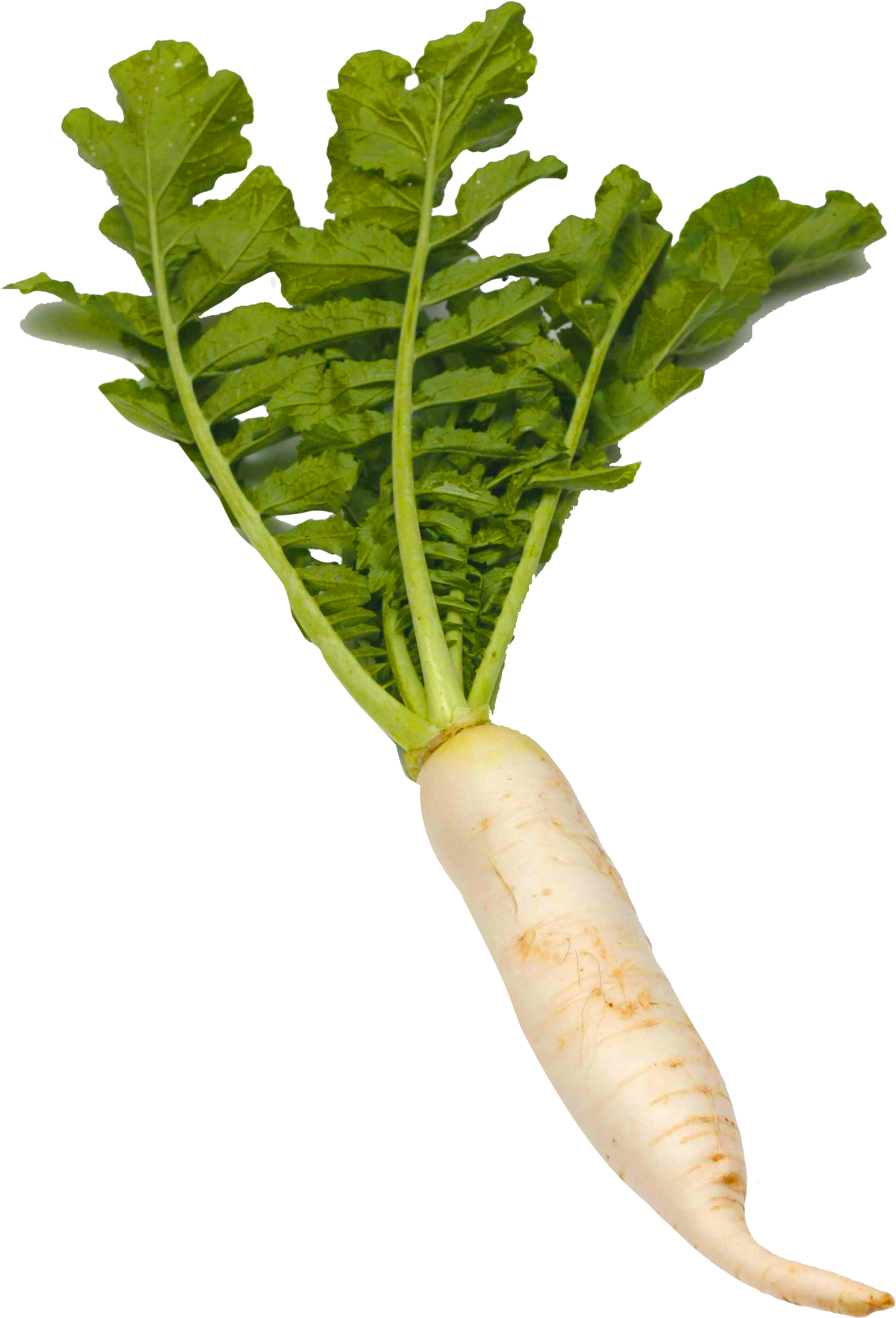 White Radish Png Picture - White Radish Png (1976x2708), Png Download