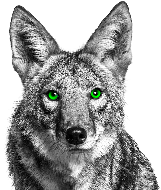Green Eyed Brad - Coyote With Green Eyes (567x638), Png Download