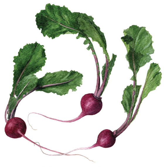Scarlet Queen Turnip - Turnip (560x571), Png Download
