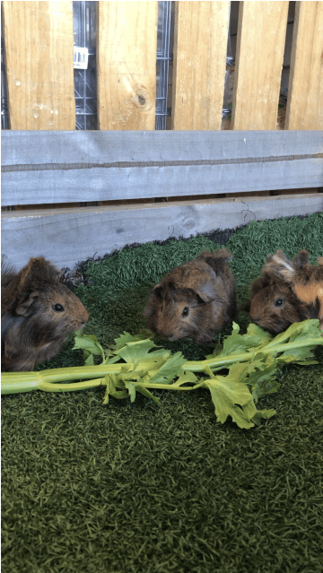 Photo Of Baby Guinea Pigs - Guinea Pig (638x638), Png Download