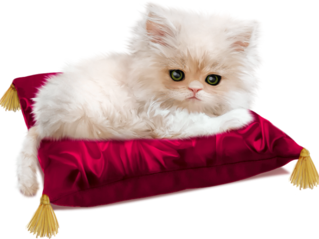 Persian Cat Clipart Gato - Almofada Para Gato Dormir (640x480), Png Download