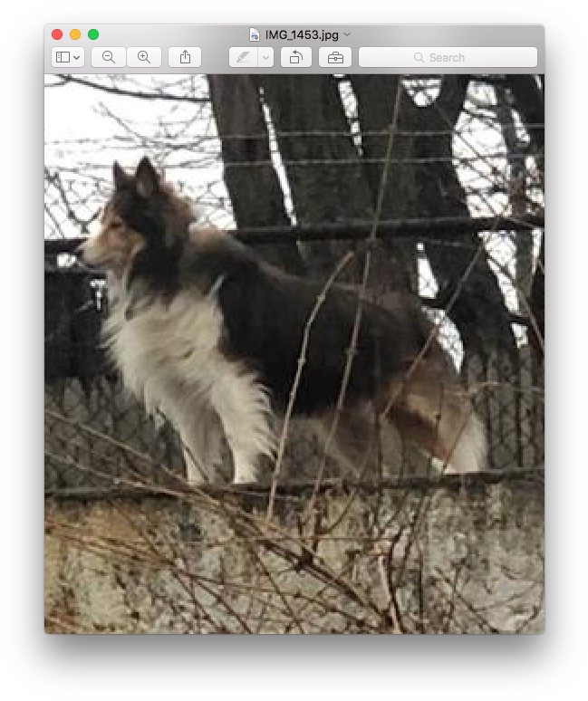 Crazy-doggie - Shetland Sheepdog (664x785), Png Download