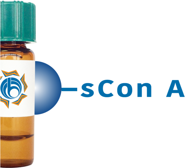 Succinylated Concanavalin A Lectin (succ Con A) - Lectin (640x640), Png Download