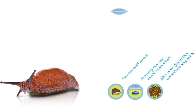 Snail (960x470), Png Download