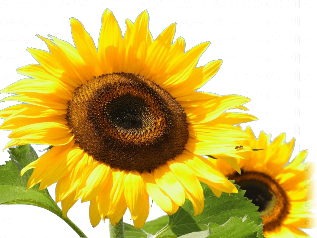 Energía Solar - Sunflower 1920 X 1080 (1024x768), Png Download