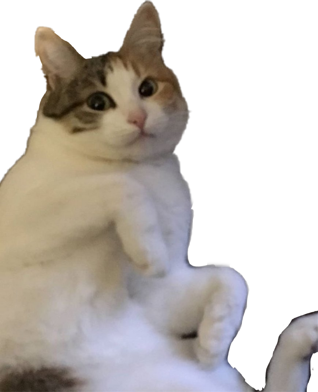 Report Abuse - Domestic Short-haired Cat (1024x1262), Png Download