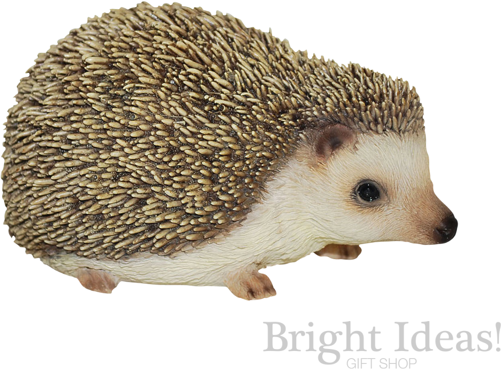 Pygmy Hedgehog Pet Pals Vivid Arts Baby - Hedgehog Garden Ornament (1200x965), Png Download
