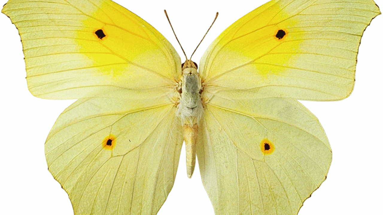 Yellow Butterfly (1280x720), Png Download