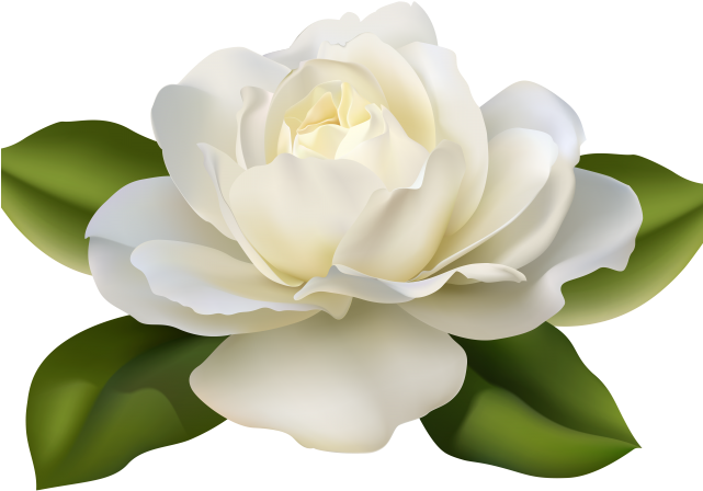 White Rose Clipart Guldasta Gardenia Flowers Png Transparent Full Size Png Download Seekpng
